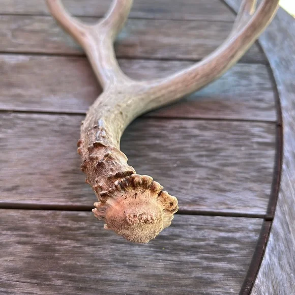 🦌Deer antler shedding, authentic real display art piece - Picture 2 of 4